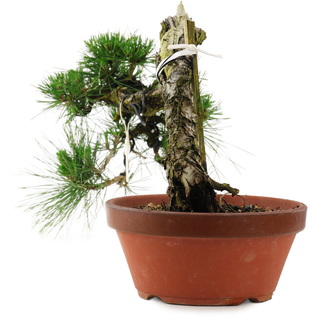 Pinus thunbergii, 32 cm, ± 30 ans