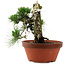 Pinus thunbergii, 32 cm, ± 30 years old