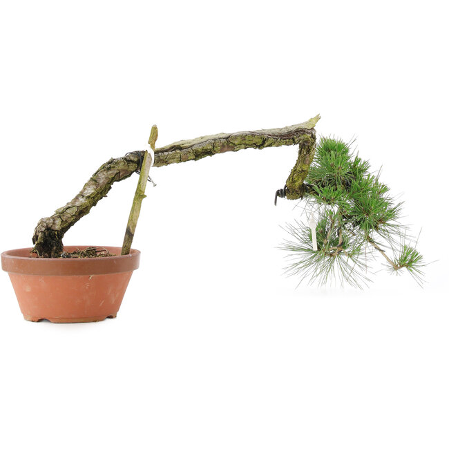 Pinus thunbergii, 32 cm, ± 30 Jahre alt