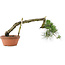 Pinus thunbergii, 32 cm, ± 30 years old