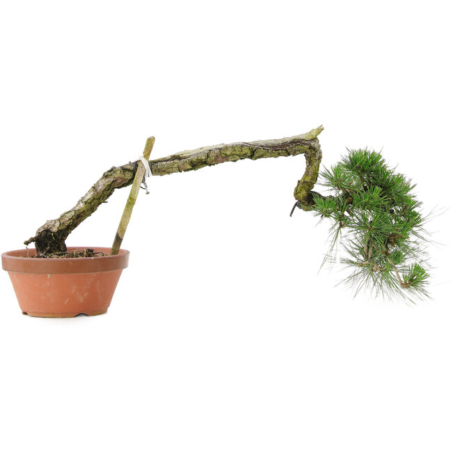 Pinus thunbergii, 32 cm, ± 30 anni