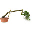 Pinus thunbergii, 32 cm, ± 30 years old