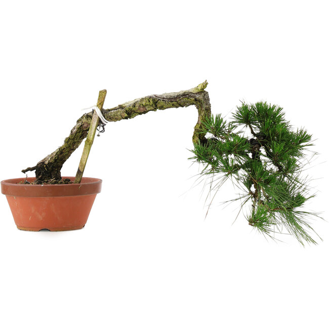 Pinus thunbergii, 32 cm, ± 30 anni