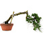 Pinus thunbergii, 32 cm, ± 30 years old