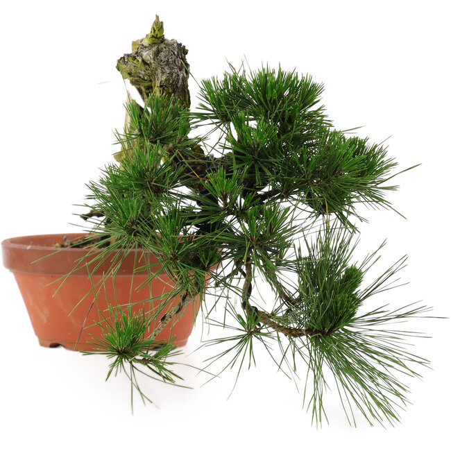 Pinus thunbergii, 32 cm, ± 30 jaar oud