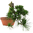 Pinus thunbergii, 32 cm, ± 30 jaar oud