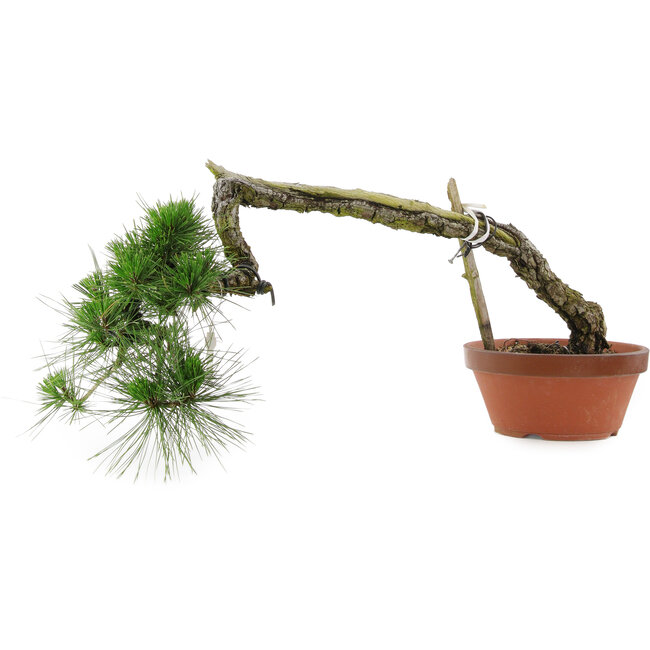 Pinus thunbergii, 32 cm, ± 30 years old