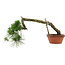 Pinus thunbergii, 32 cm, ± 30 years old