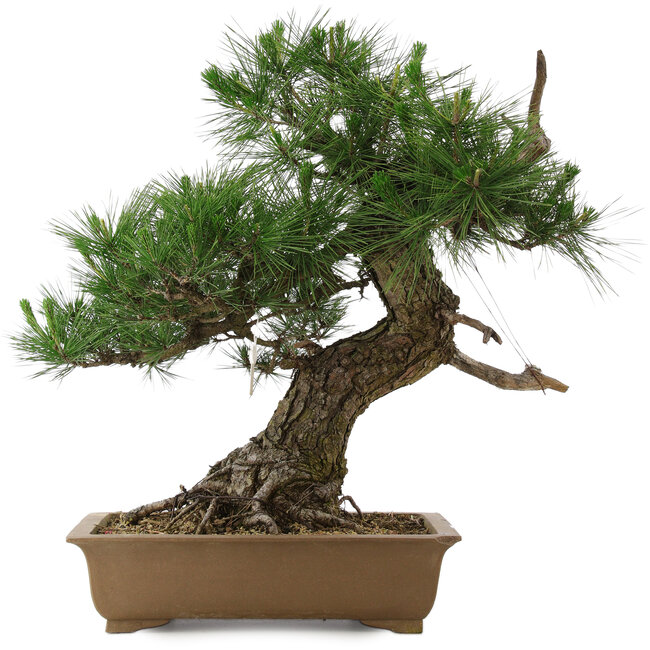 Pinus thunbergii, 63 cm, ± 20 Jahre alt, in einem beschädigten Topf