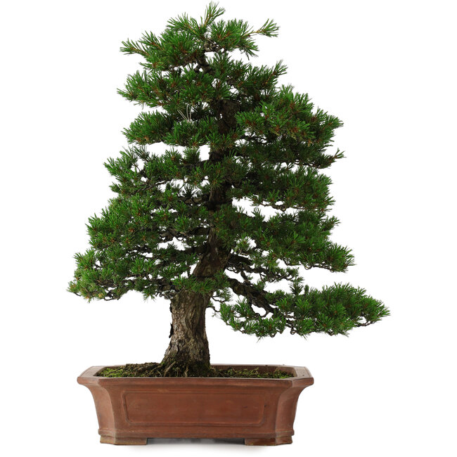 Pinus parviflora Kokonoe, 67 cm, ± 35 Jahre alt, in einem Topf mit zahlreichen kleinen Absplitterungen an den Füßen