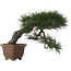 Pinus thunbergii, 49 cm, ± 40 ans