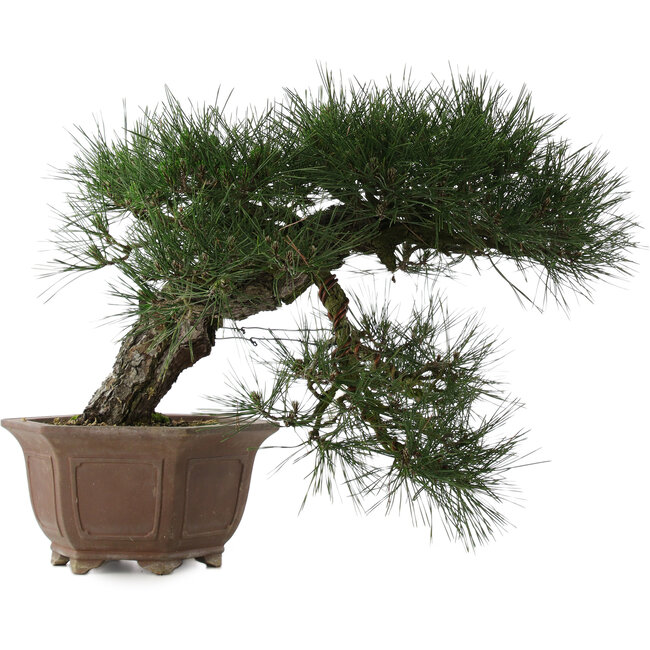 Pinus thunbergii, 49 cm, ± 40 anni