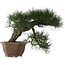 Pinus thunbergii, 49 cm, ± 40 jaar oud