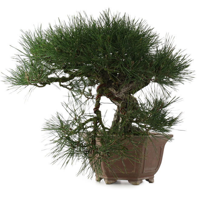 Pinus thunbergii, 49 cm, ± 40 Jahre alt