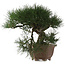 Pinus thunbergii, 49 cm, ± 40 jaar oud