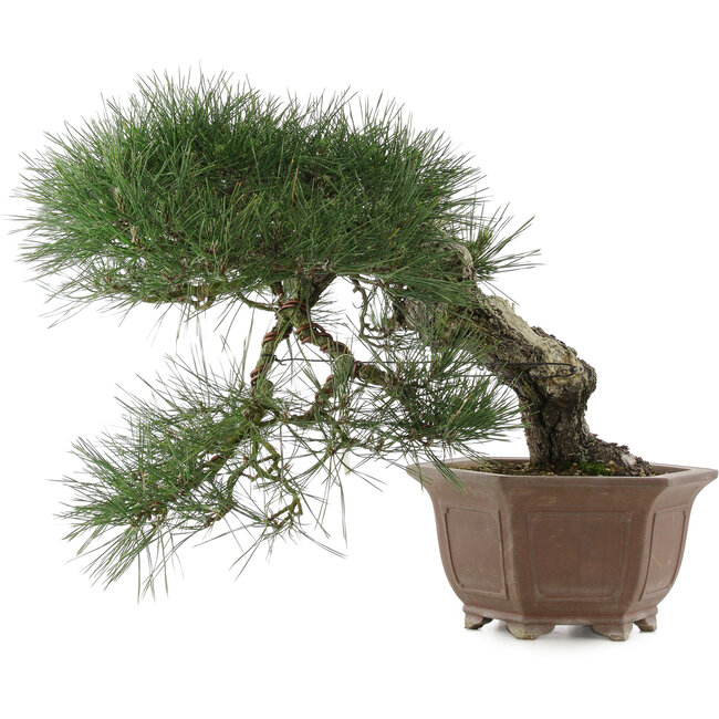 Pinus thunbergii, 49 cm, ± 40 ans