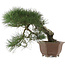 Pinus thunbergii, 49 cm, ± 40 years old