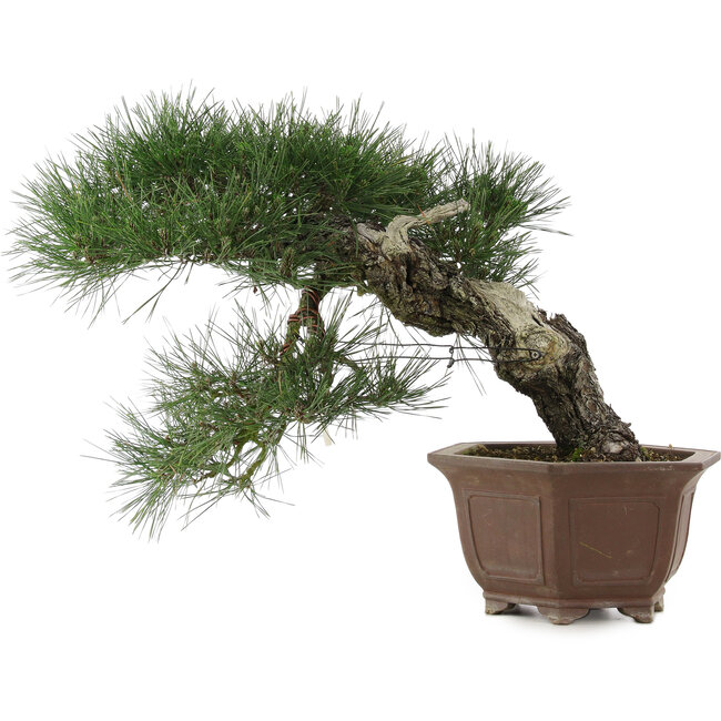 Pinus thunbergii, 49 cm, ± 40 anni