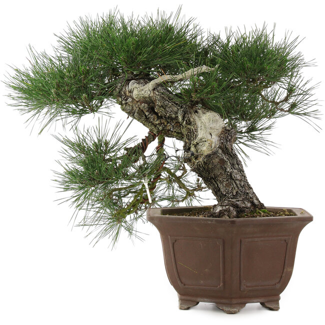 Pinus thunbergii, 49 cm, ± 40 ans