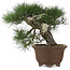 Pinus thunbergii, 49 cm, ± 40 years old
