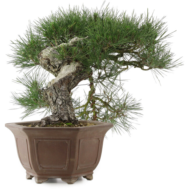 Pinus thunbergii, 49 cm, ± 40 jaar oud