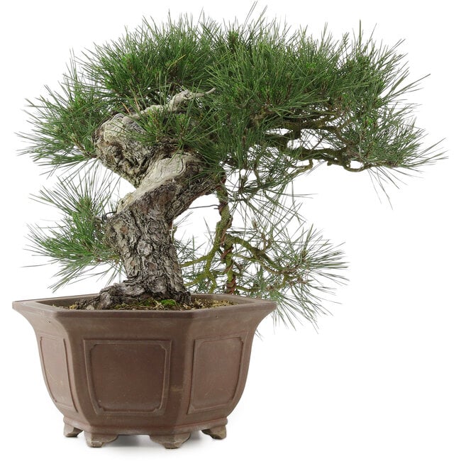 Pinus thunbergii, 49 cm, ± 40 years old