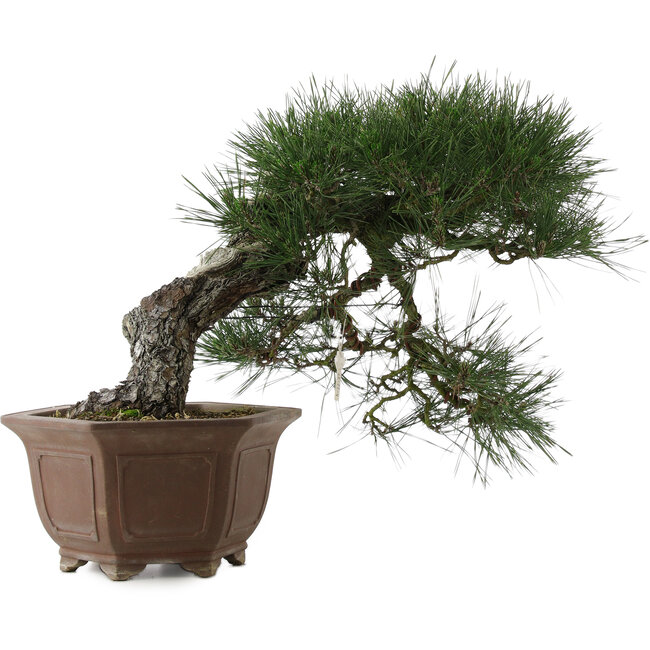 Pinus thunbergii, 49 cm, ± 40 ans