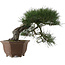 Pinus thunbergii, 49 cm, ± 40 years old