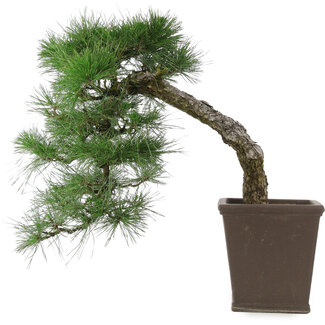 Pinus thunbergii, 52 cm, ± 20 jaar oud