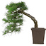 Pinus thunbergii, 52 cm, ± 20 years old