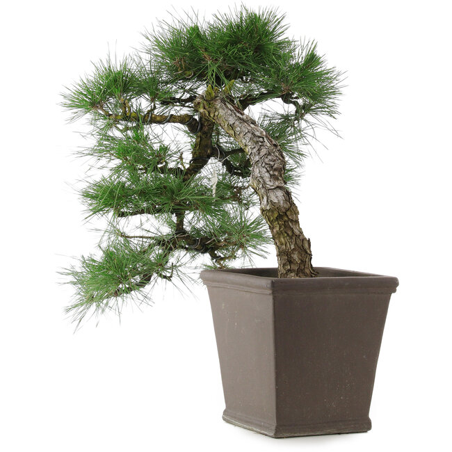 Pinus thunbergii, 52 cm, ± 20 Jahre alt