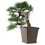 Pinus thunbergii, 52 cm, ± 20 Jahre alt