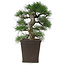 Pinus thunbergii, 52 cm, ± 20 Jahre alt