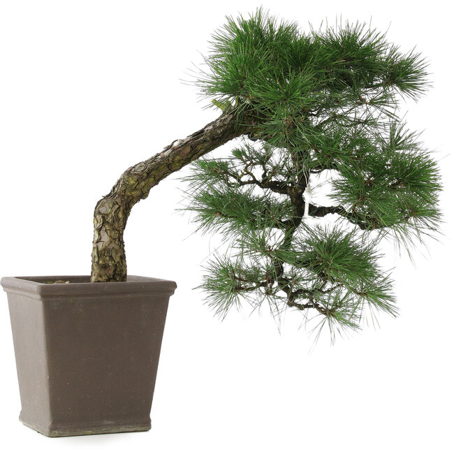 Pinus thunbergii, 52 cm, ± 20 years old