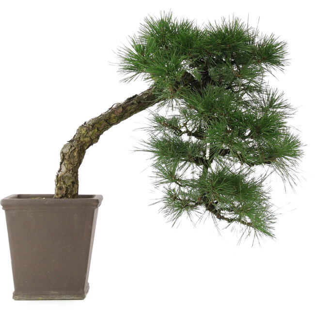 Pinus thunbergii, 52 cm, ± 20 years old
