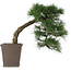 Pinus thunbergii, 52 cm, ± 20 years old
