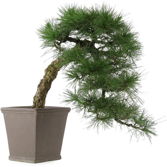 Pinus thunbergii, 52 cm, ± 20 years old