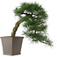 Pinus thunbergii, 52 cm, ± 20 years old