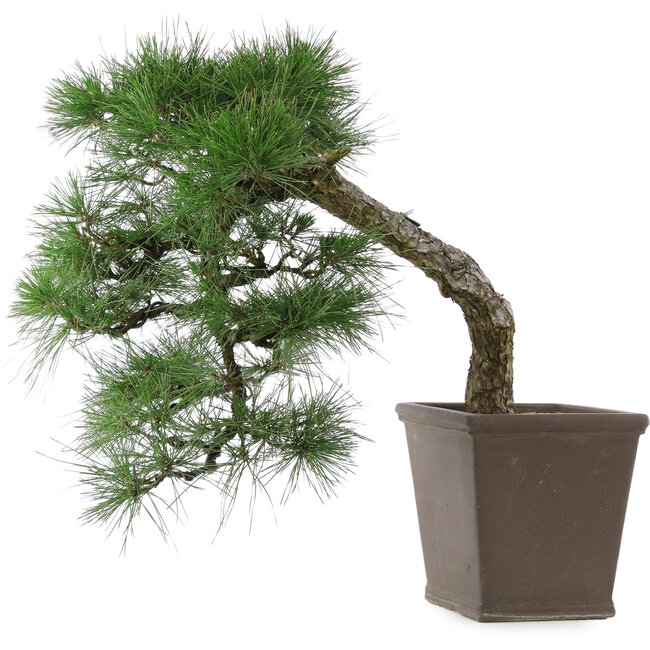Pinus thunbergii, 52 cm, ± 20 ans