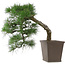 Pinus thunbergii, 52 cm, ± 20 years old