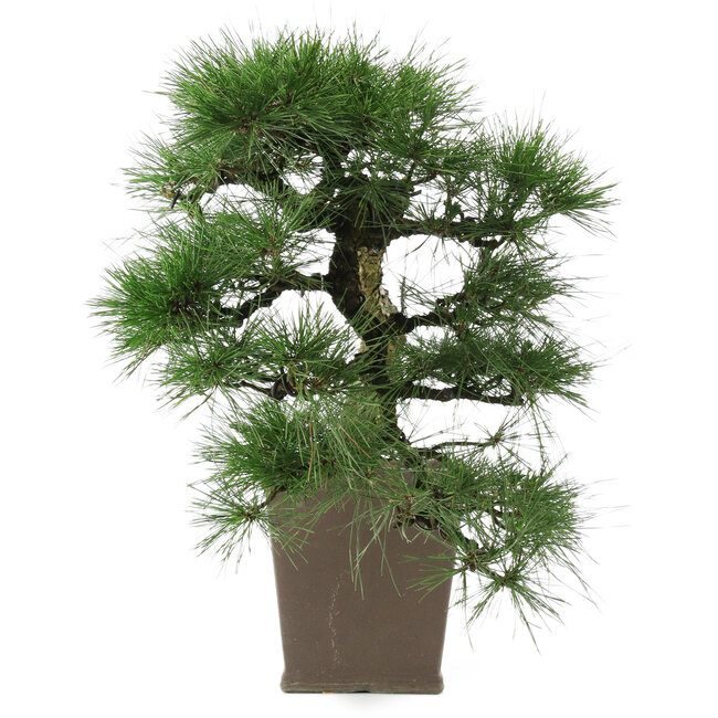 Pinus thunbergii, 52 cm, ± 20 years old
