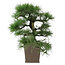 Pinus thunbergii, 52 cm, ± 20 years old