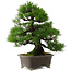 Pinus thunbergii, 55 cm, ± 25 Jahre alt