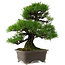 Pinus thunbergii, 55 cm, ± 25 Jahre alt