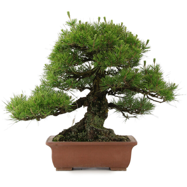 Pinus thunbergii, 53 cm, ± 25 Jahre alt, in einem Topf mit einem kleinen Abplatzer am Rand