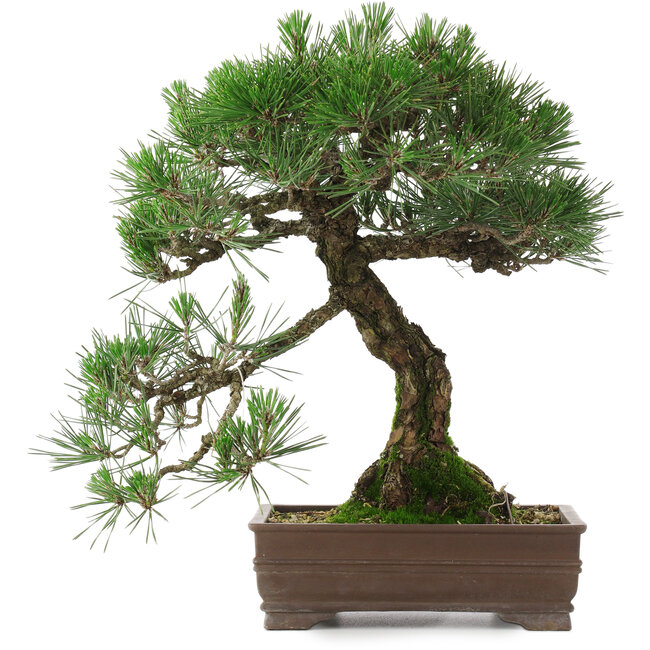 Pinus thunbergii, 39 cm, ± 20 anni, in un vaso con una piccola scheggiatura di uno degli angoli