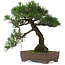 Pinus thunbergii, 39 cm, ± 20 anni, in un vaso con una piccola scheggiatura di uno degli angoli