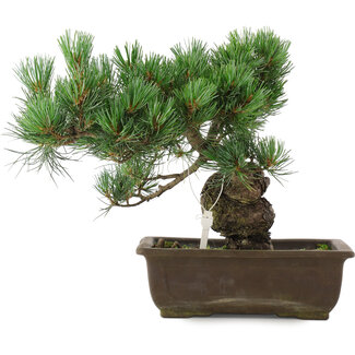 Pinus parviflora, 28,5 cm, ± 20 Jahre alt