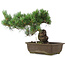 Pinus parviflora, 28,5 cm, ± 20 Jahre alt