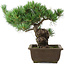 Pinus parviflora, 28,5 cm, ± 20 Jahre alt